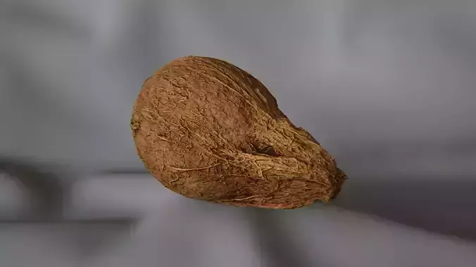 Coconut 1 - 3D Scan