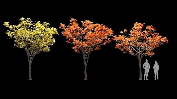 Zelkova keyaki autumn 3D model