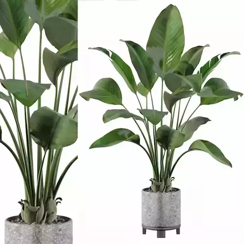 Strelitzia in terrazio pot 3D model