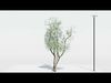 Tree Amelanchier Lamarcki Small Free 3D model_1