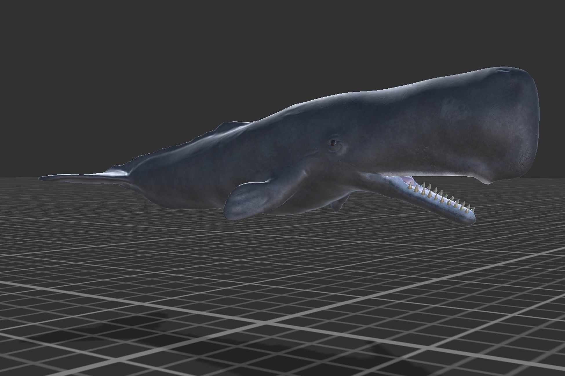 Cachalot whale Low-poly 3D model_6