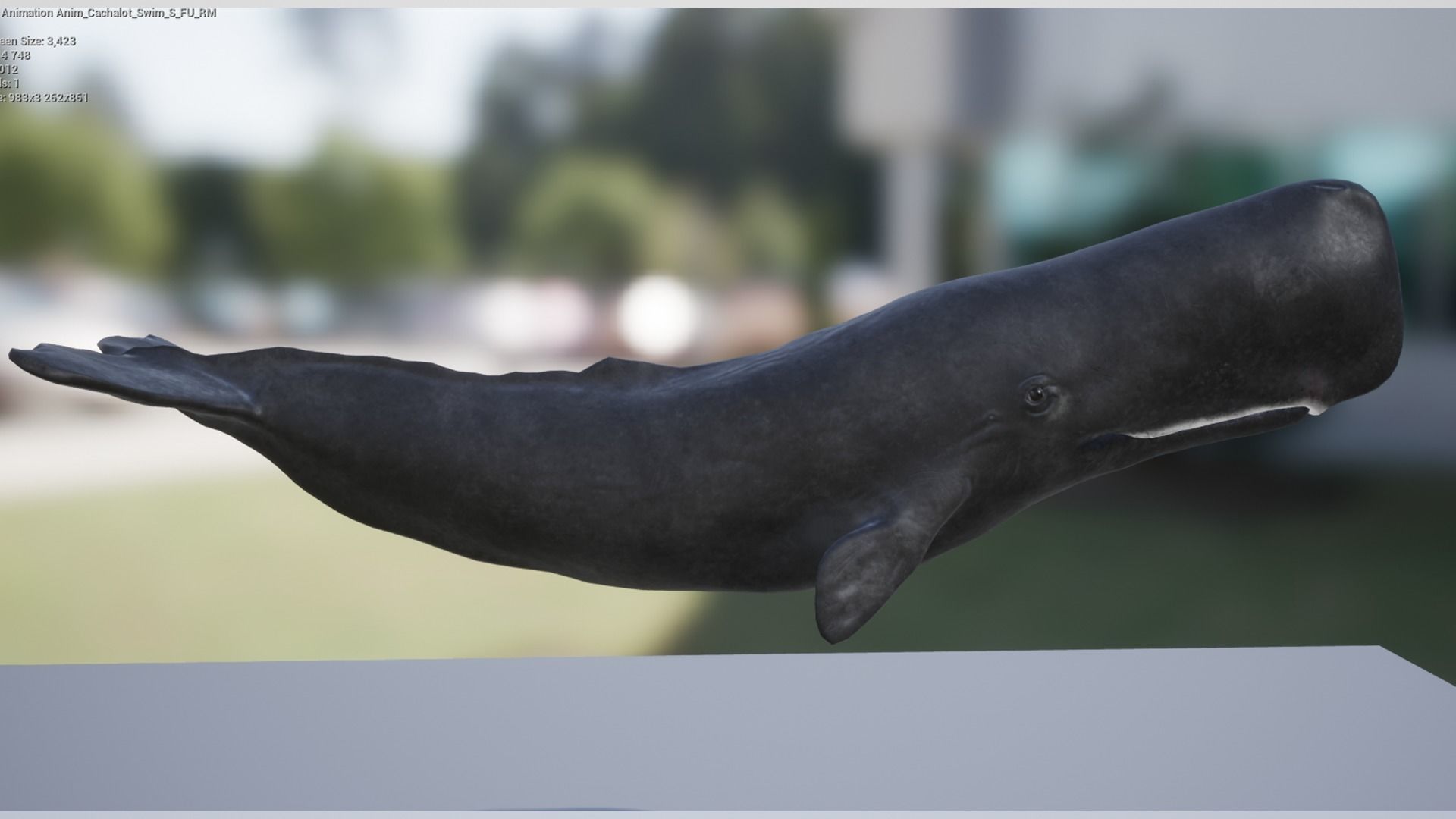 Cachalot whale Low-poly 3D model_13