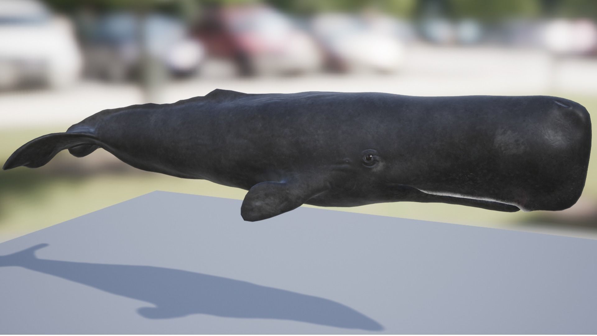 Cachalot whale Low-poly 3D model_7