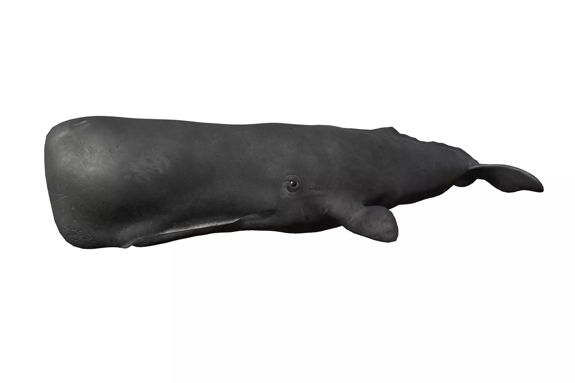 Cachalot whale Low-poly 3D model_0