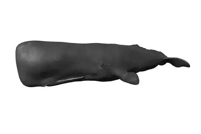 Cachalot whale Low-poly 3D model
