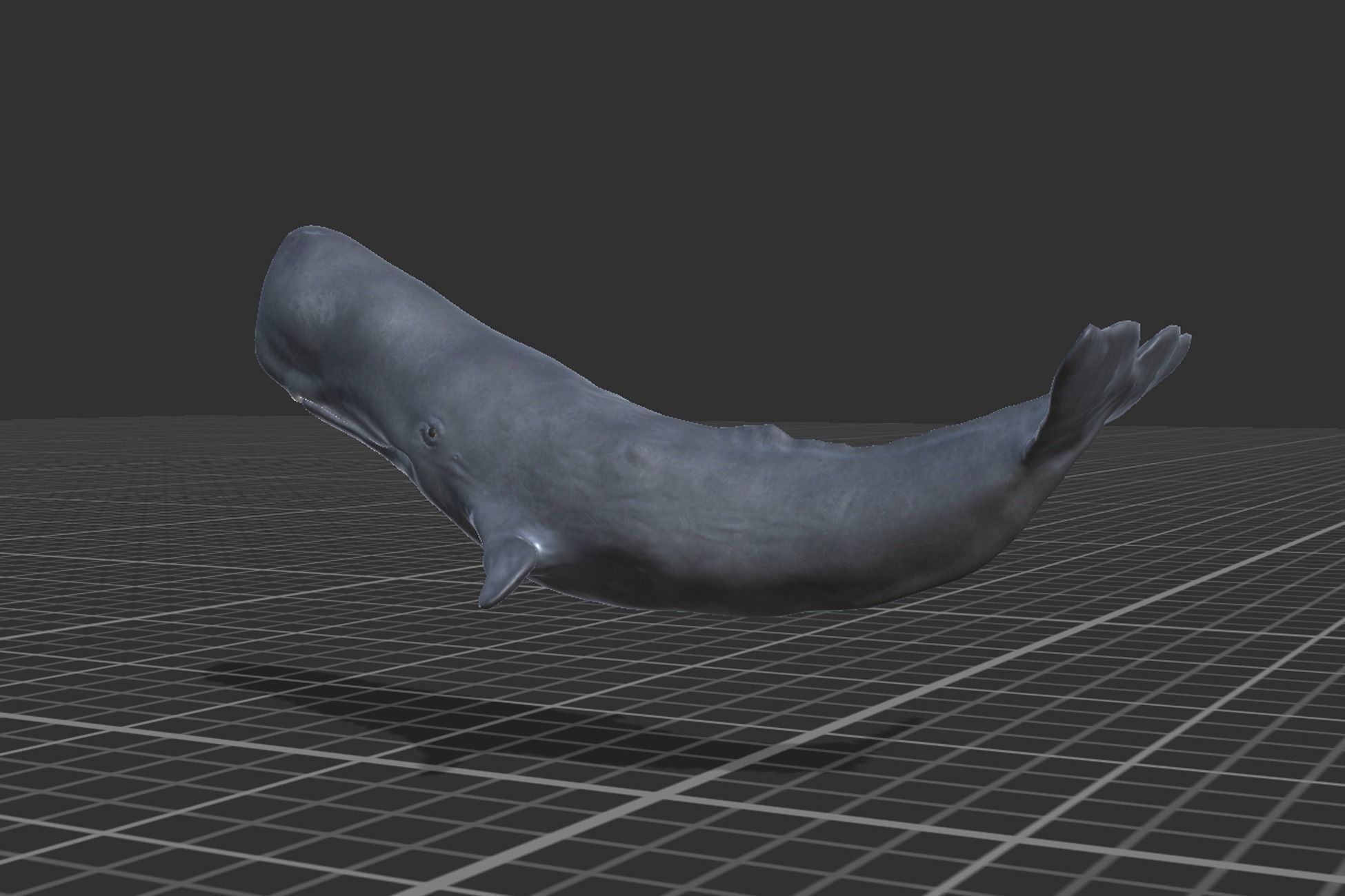 Cachalot whale Low-poly 3D model_8