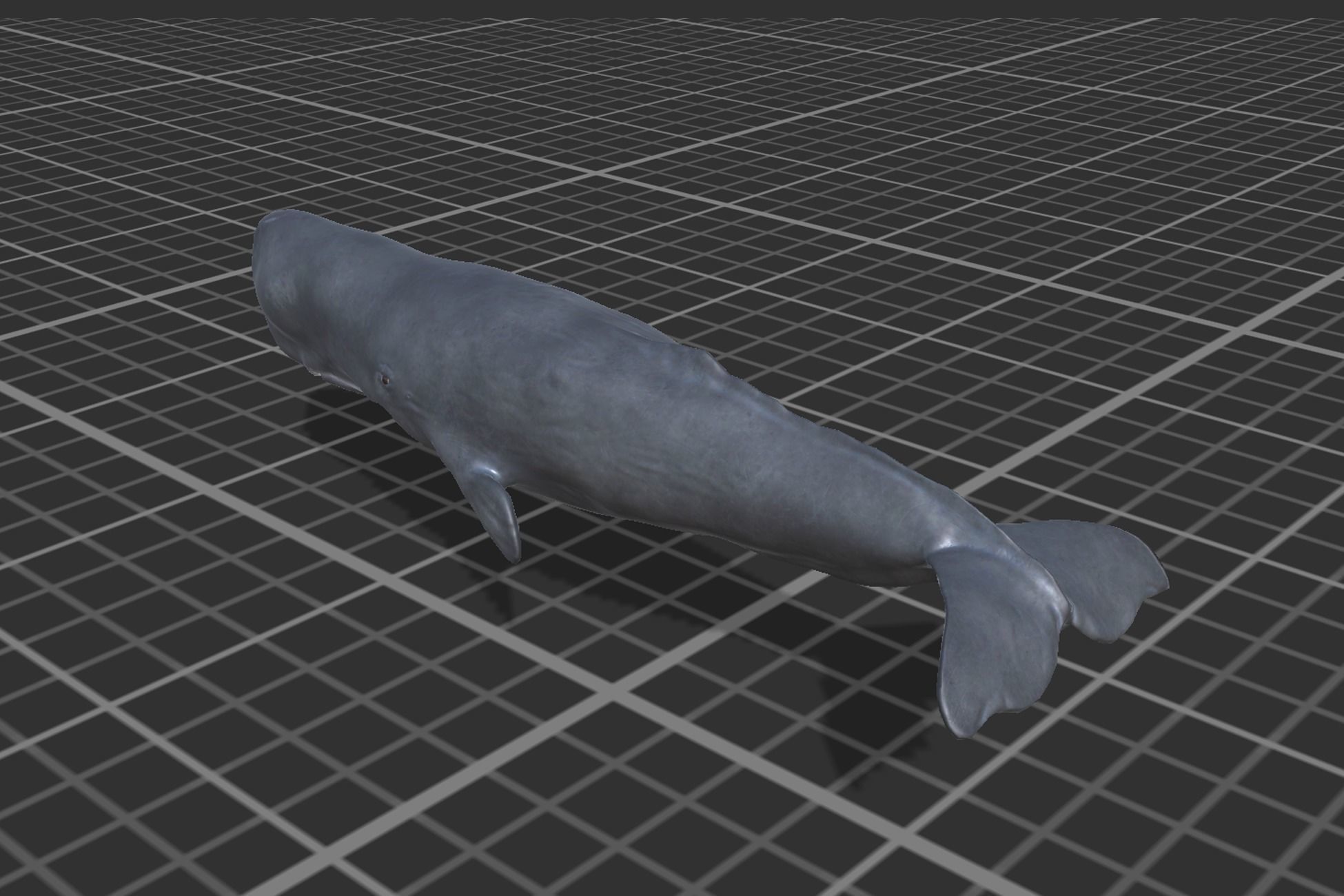 Cachalot whale Low-poly 3D model_5