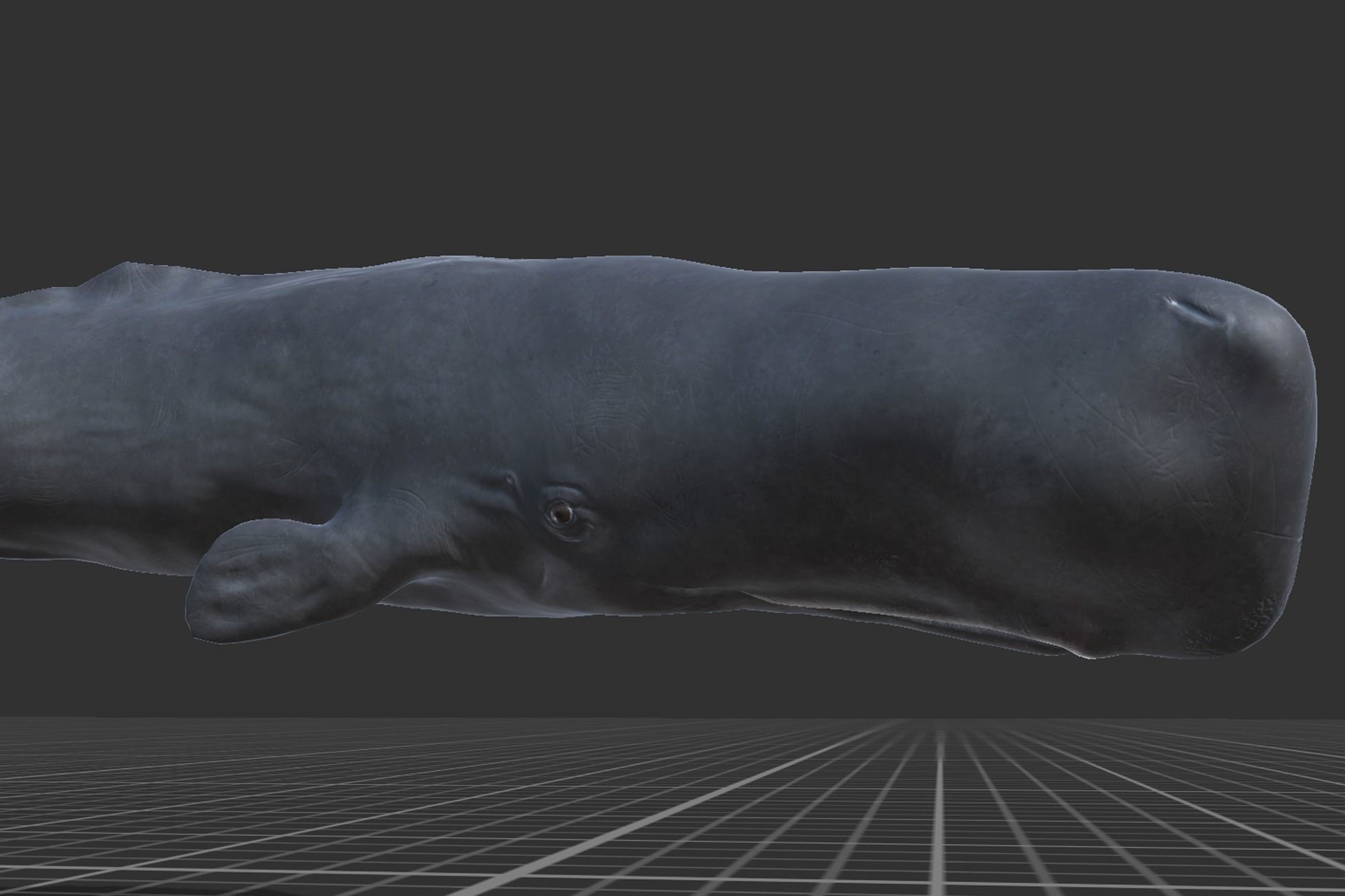 Cachalot whale Low-poly 3D model_10