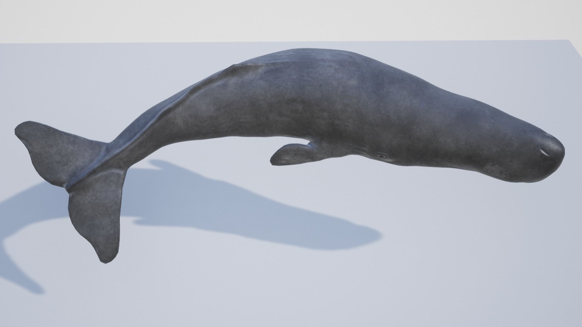 Cachalot whale Low-poly 3D model_12