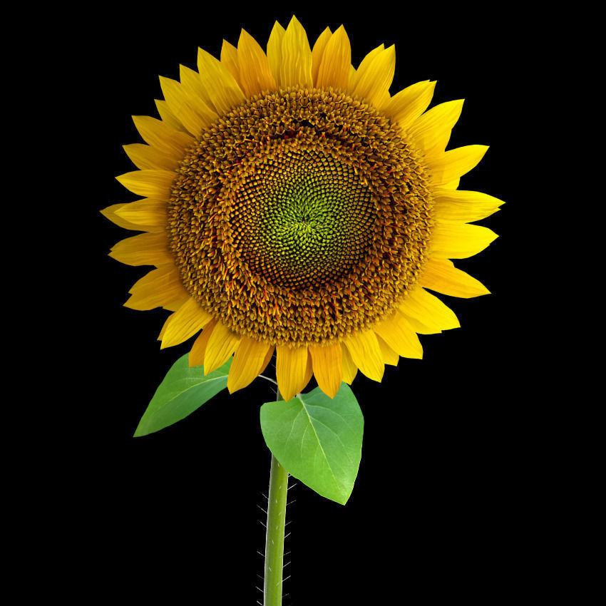 Sunflowers in glass vase 3D model_8