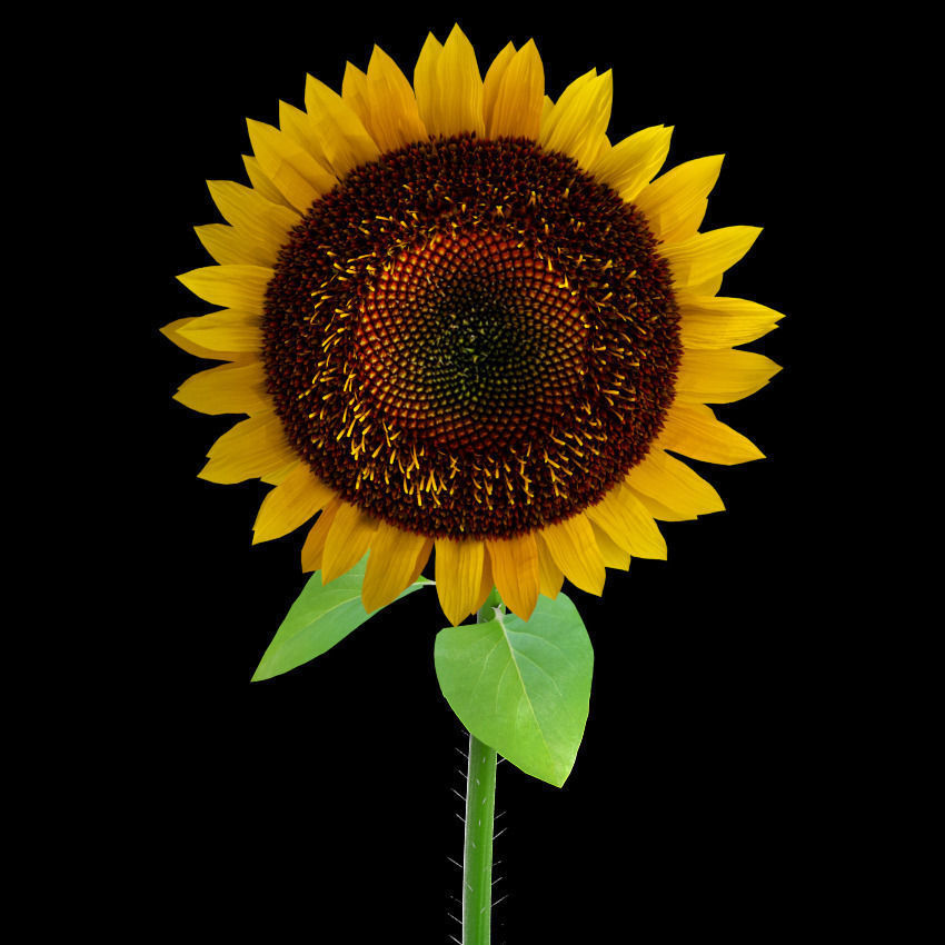 Sunflowers in glass vase 3D model_9