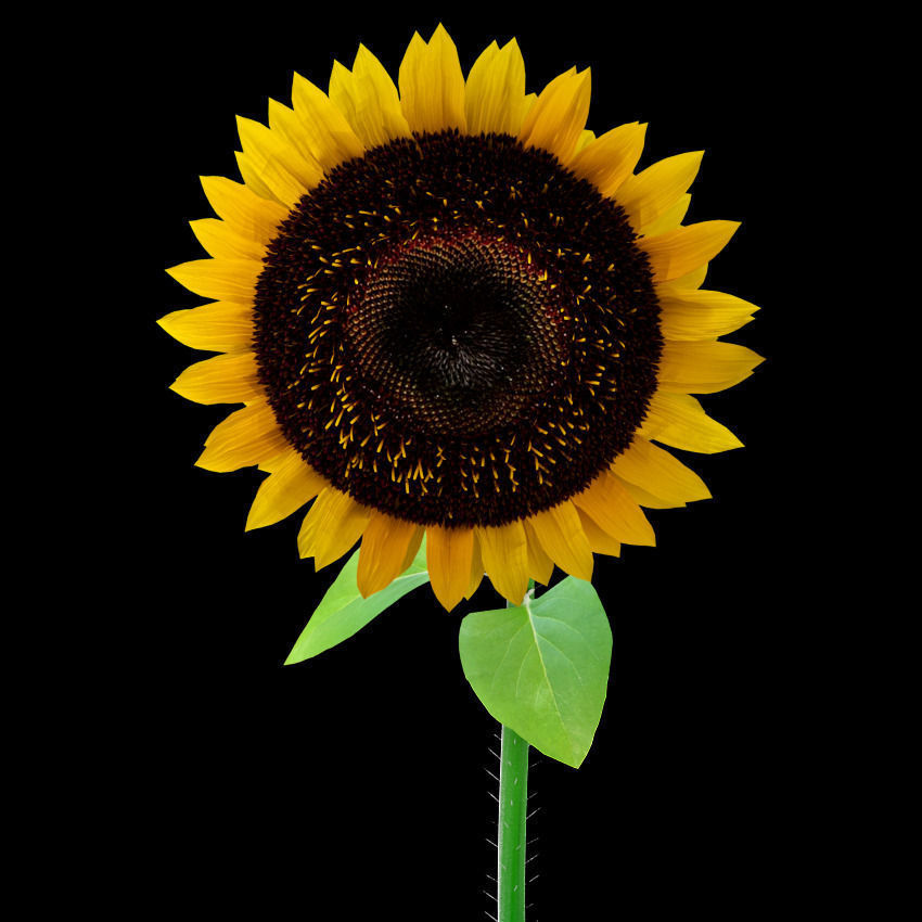 Sunflowers in glass vase 3D model_10