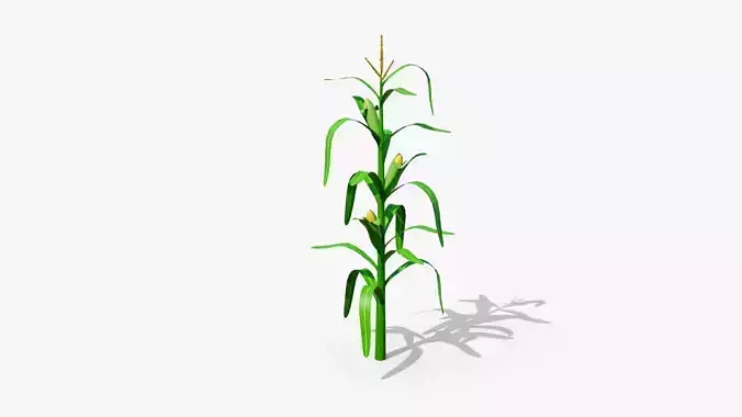 Stylized Corn Stalk