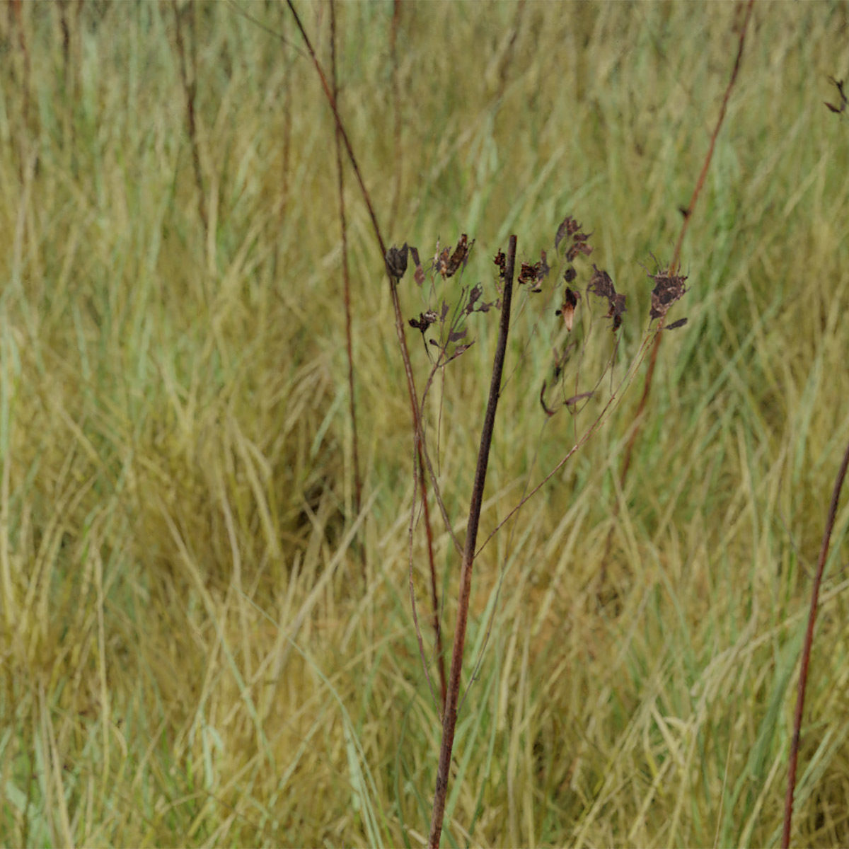 Dry St Johns Wort and Free Gift 3D model_1