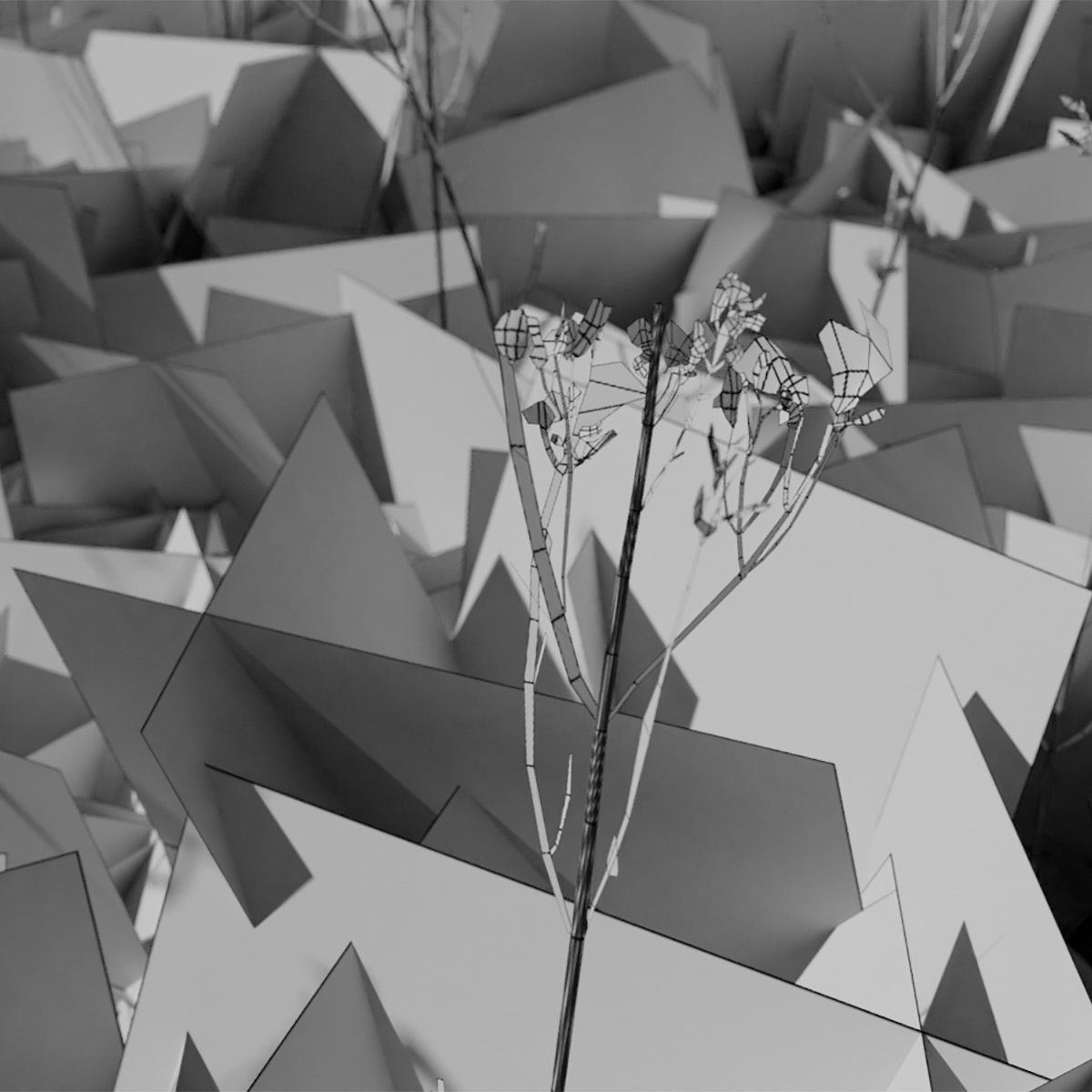 Dry St Johns Wort and Free Gift 3D model_2