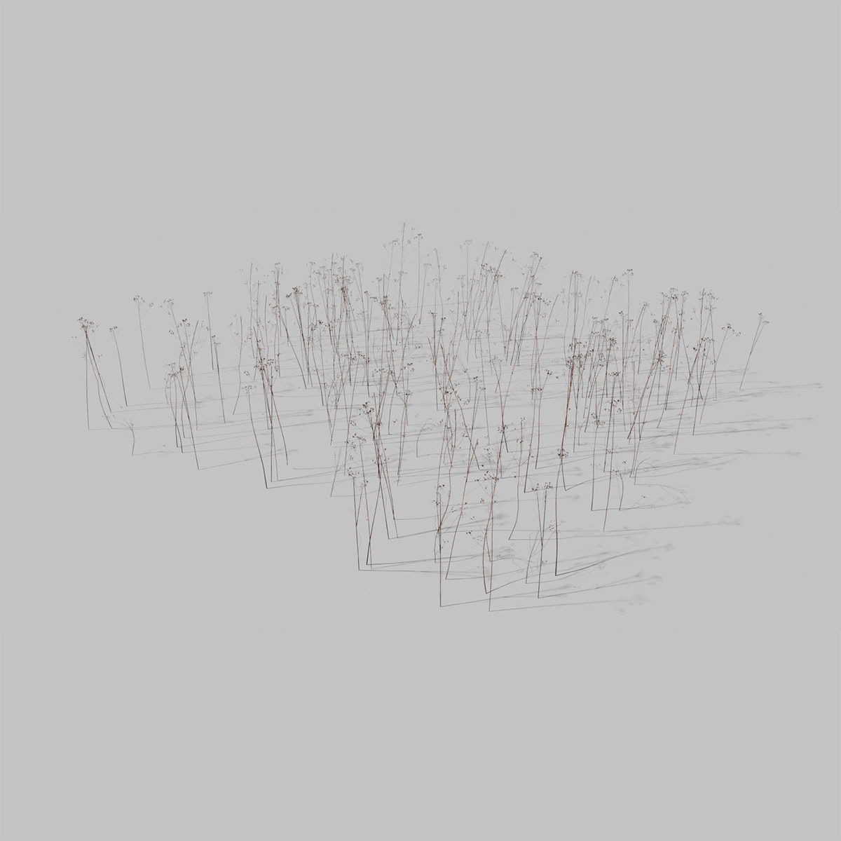 Dry St Johns Wort and Free Gift 3D model_9