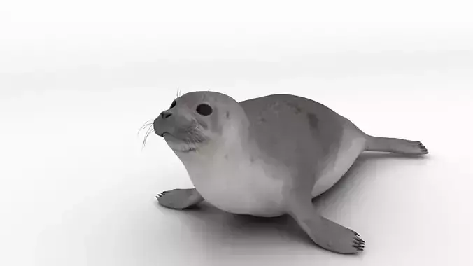 seal 3d model 3D model