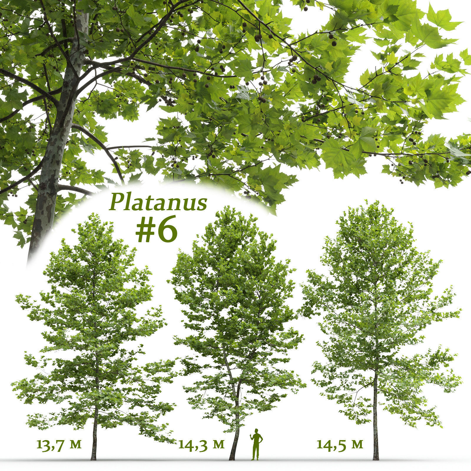 3D Sycamore Platanus V6 CGTrader