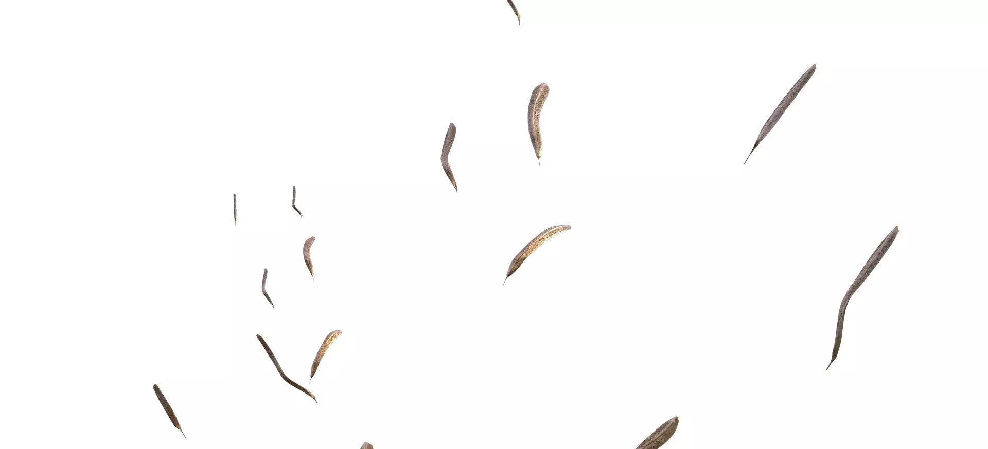 Feathers in the wind 3D model_0