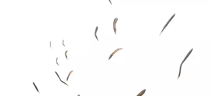 Feathers in the wind 3D model