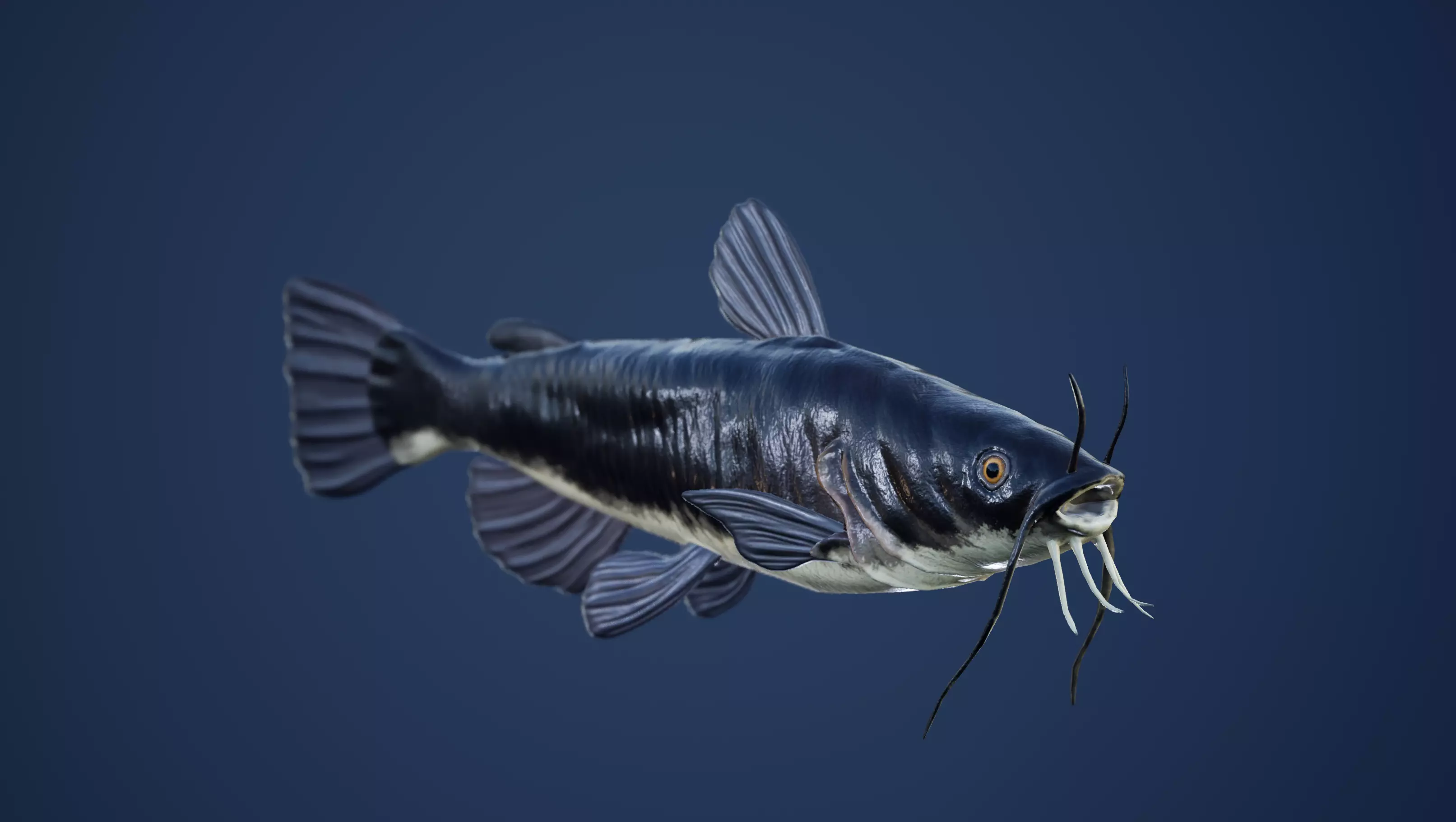 Catfish with Swimming Animation Low-poly 3D model_0
