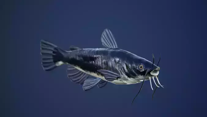 Catfish with Swimming Animation Low-poly 3D model