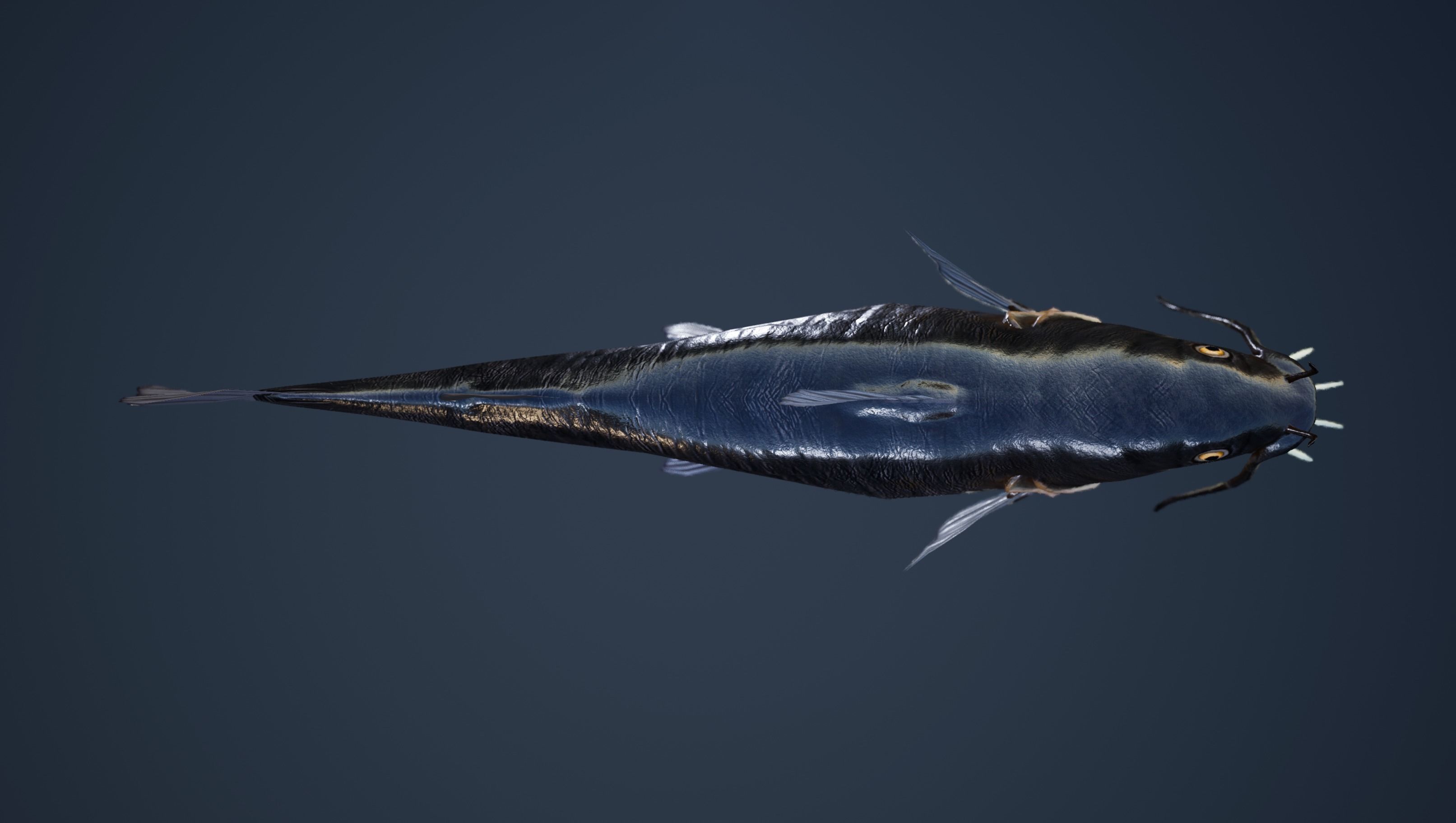 Catfish with Swimming Animation Low-poly 3D model_3