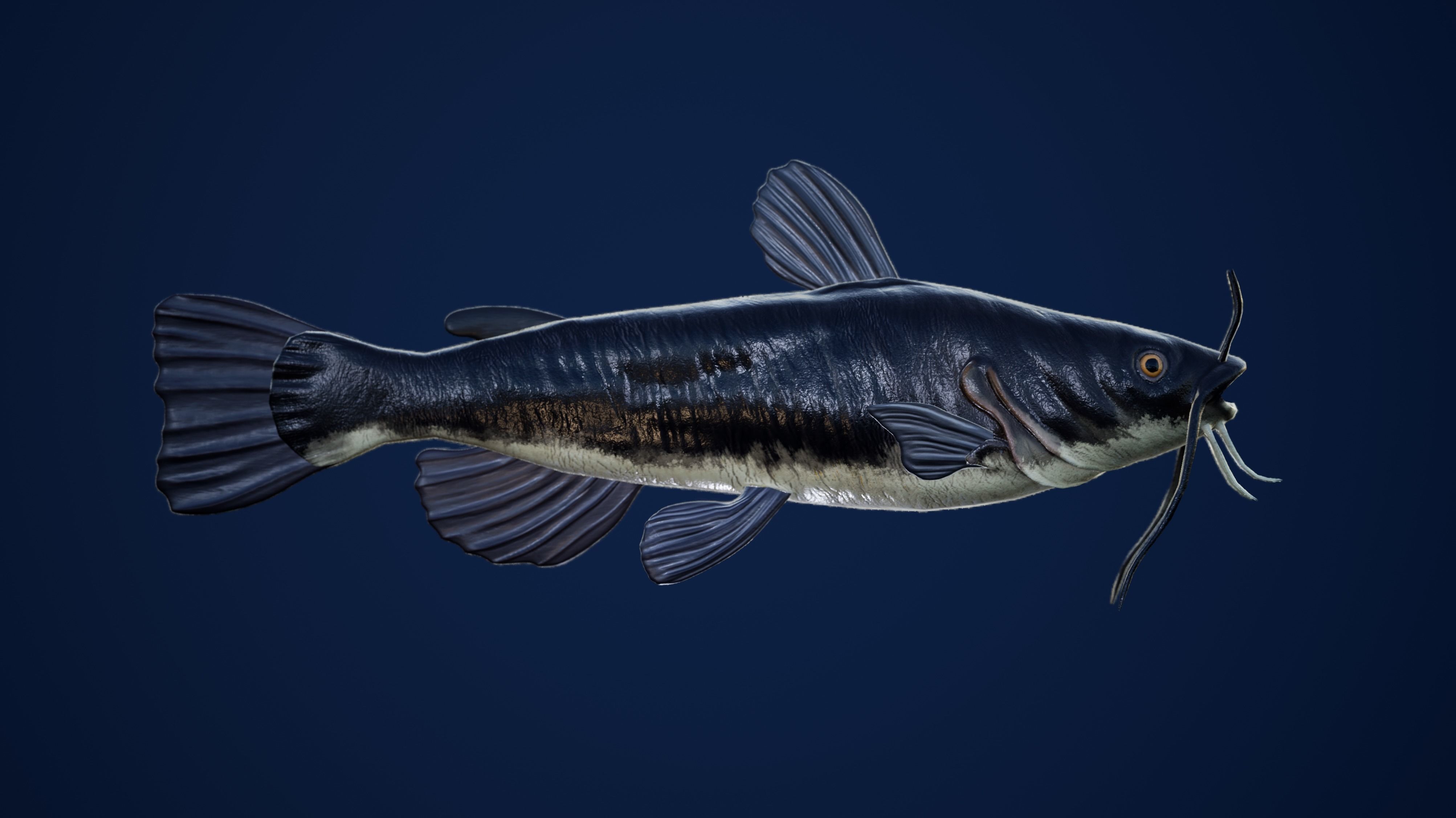 Catfish with Swimming Animation Low-poly 3D model_2