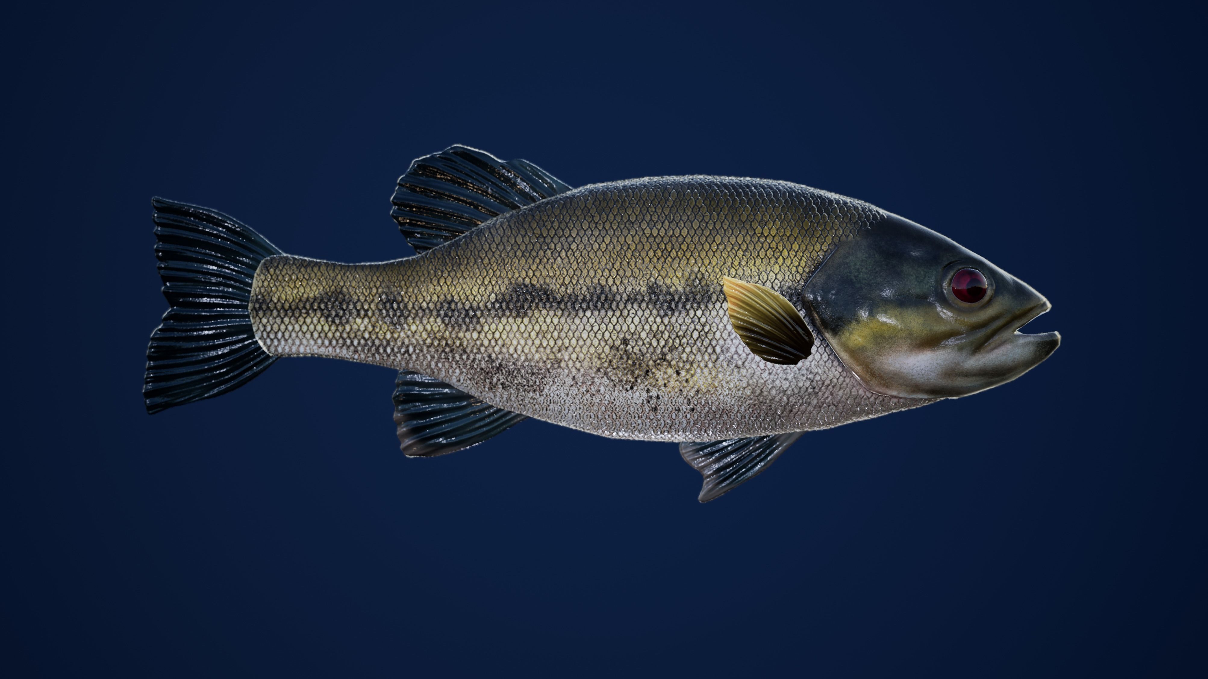 Large Mouth Bass Fish with Swimming Animation Low-poly 3D model_2