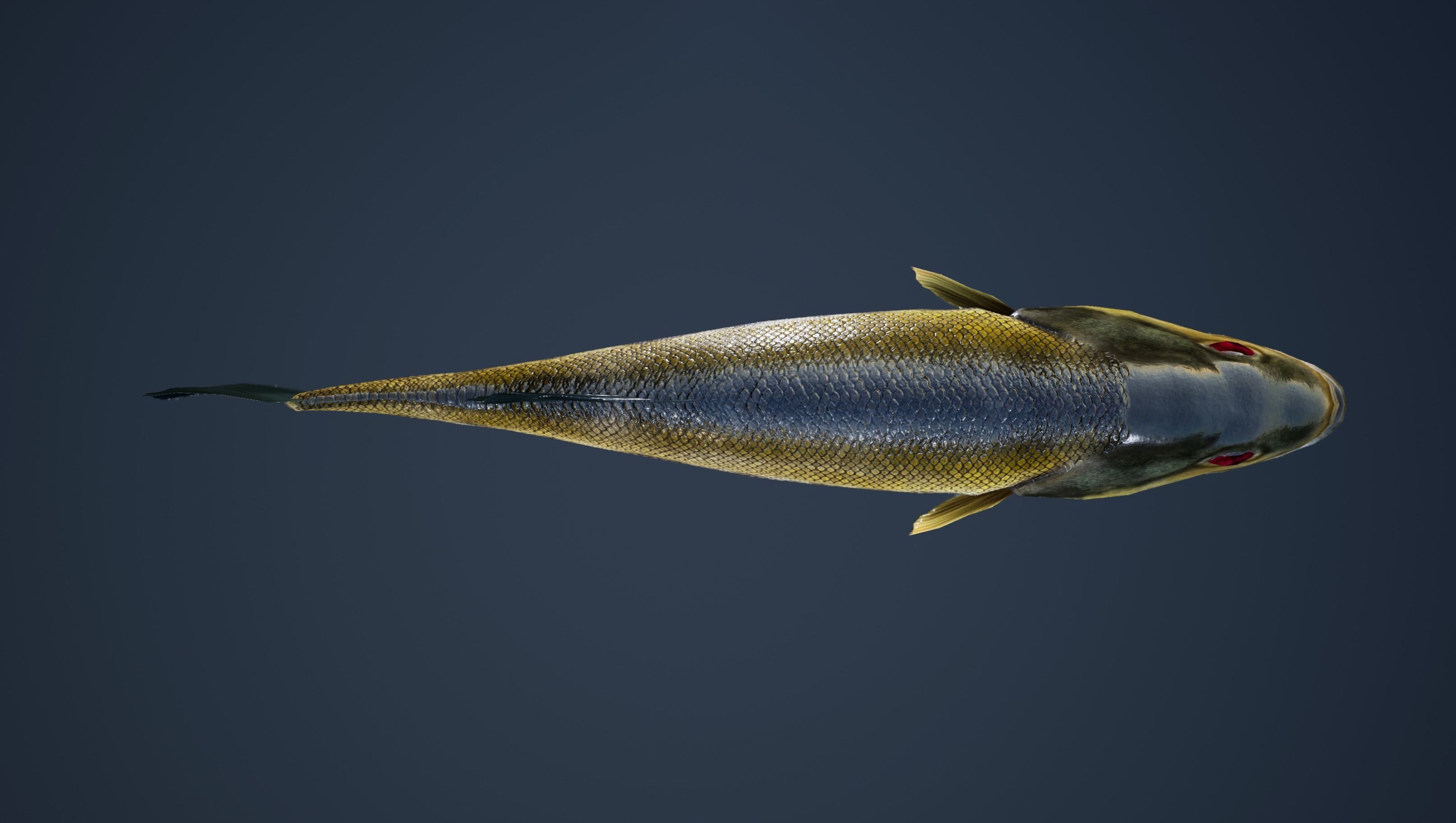 Large Mouth Bass Fish with Swimming Animation Low-poly 3D model_3