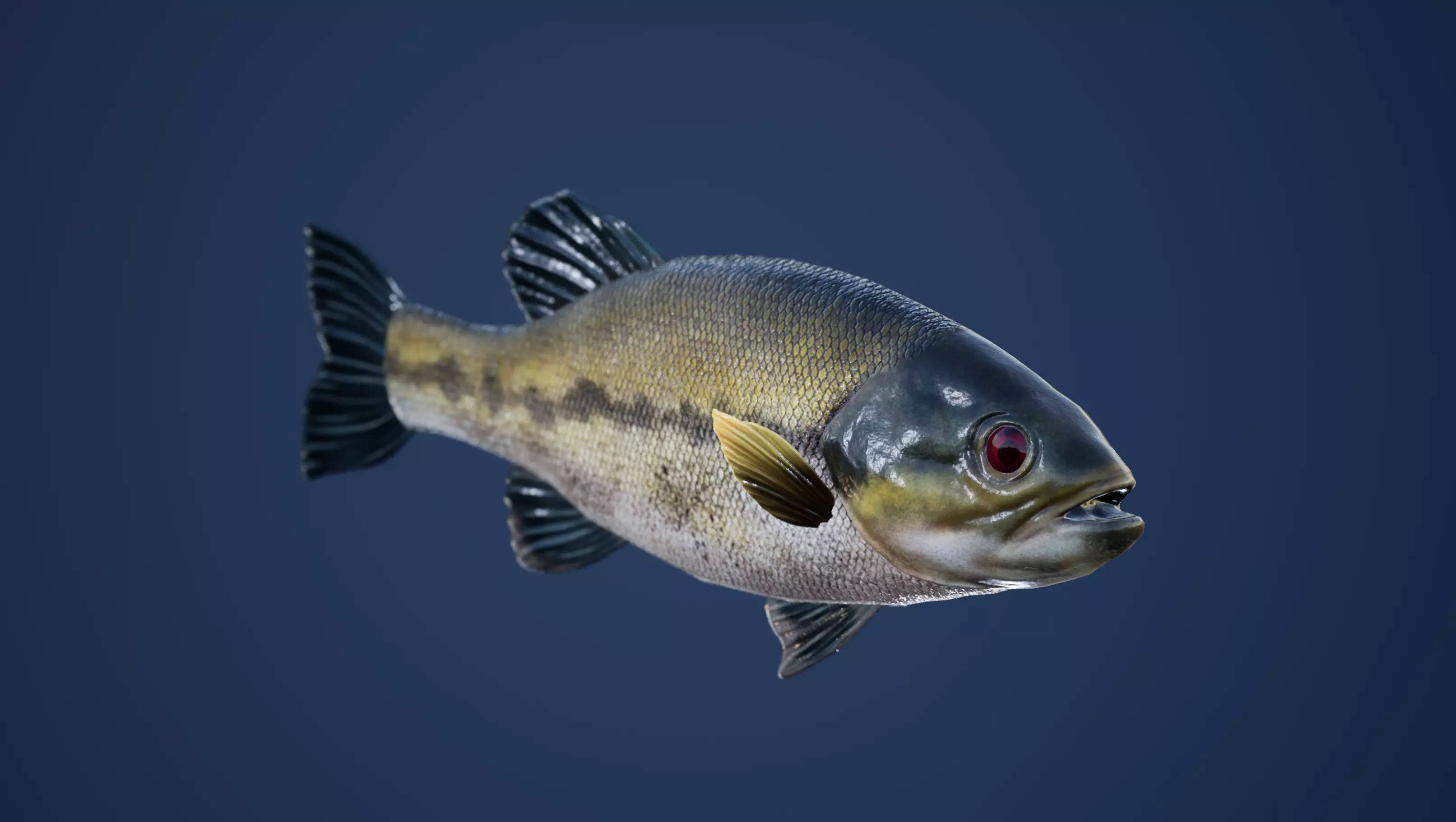 Large Mouth Bass Fish with Swimming Animation Low-poly 3D model_0