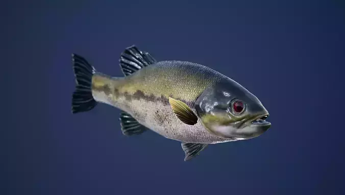 Large Mouth Bass Fish with Swimming Animation Low-poly 3D model