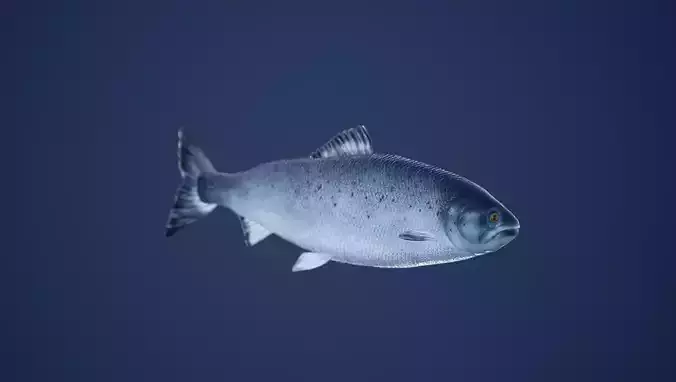 Salmon Fish with Swimming Animation Low-poly 3D model