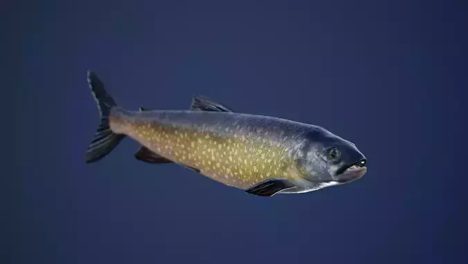 Trout Fish with Swimming Animation Low-poly 3D model
