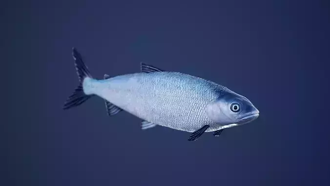 White Fish with Swimming Animation Low-poly 3D model