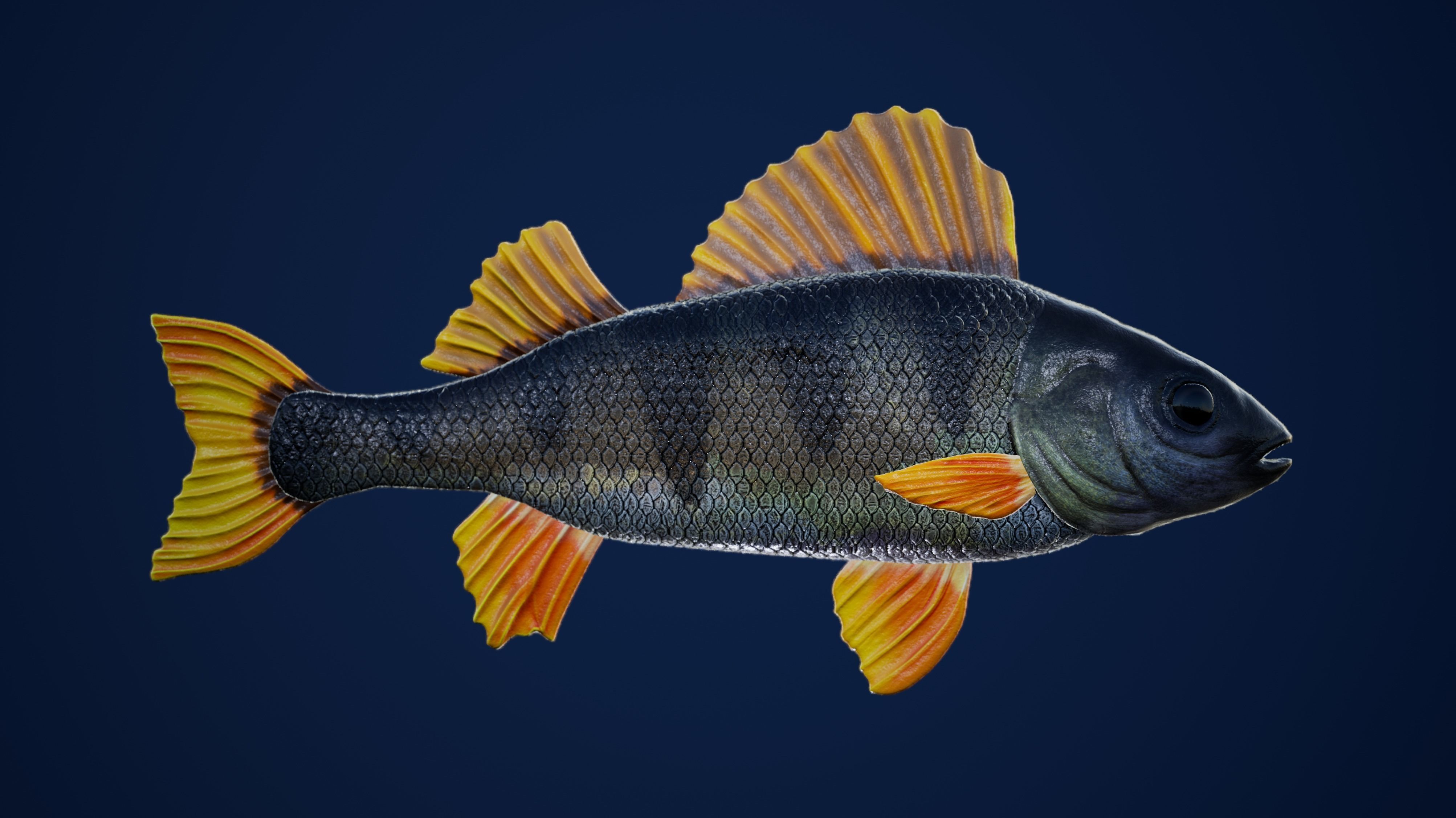 Yellow Perch Fish with Swimming Animation Low-poly 3D model_2