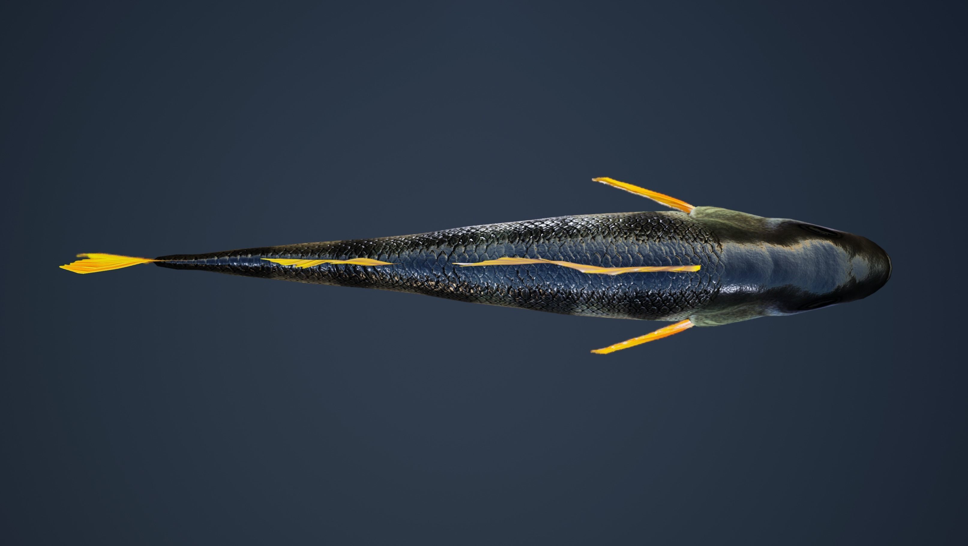 Yellow Perch Fish with Swimming Animation Low-poly 3D model_3