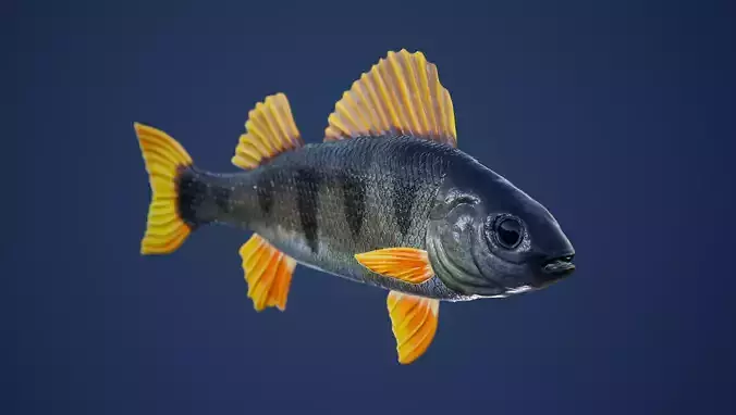 Yellow Perch Fish with Swimming Animation Low-poly 3D model