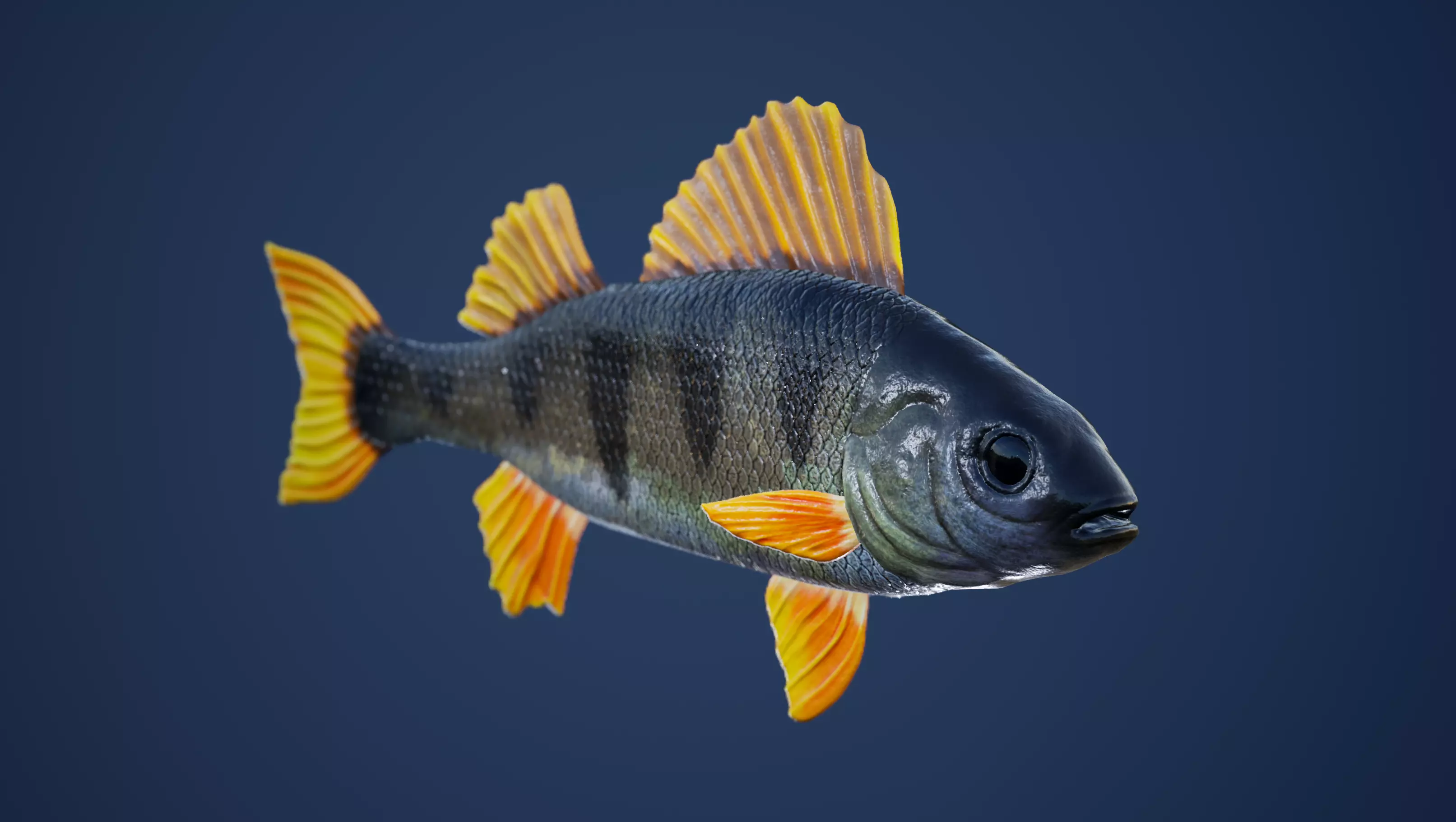 Yellow Perch Fish with Swimming Animation Low-poly 3D model_0