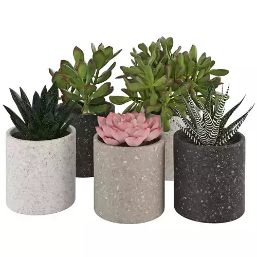 Houseplant 65 3D model