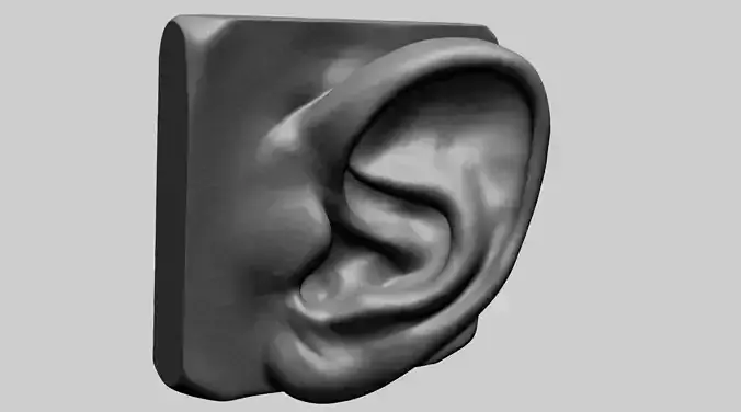 Ear Model 3D model