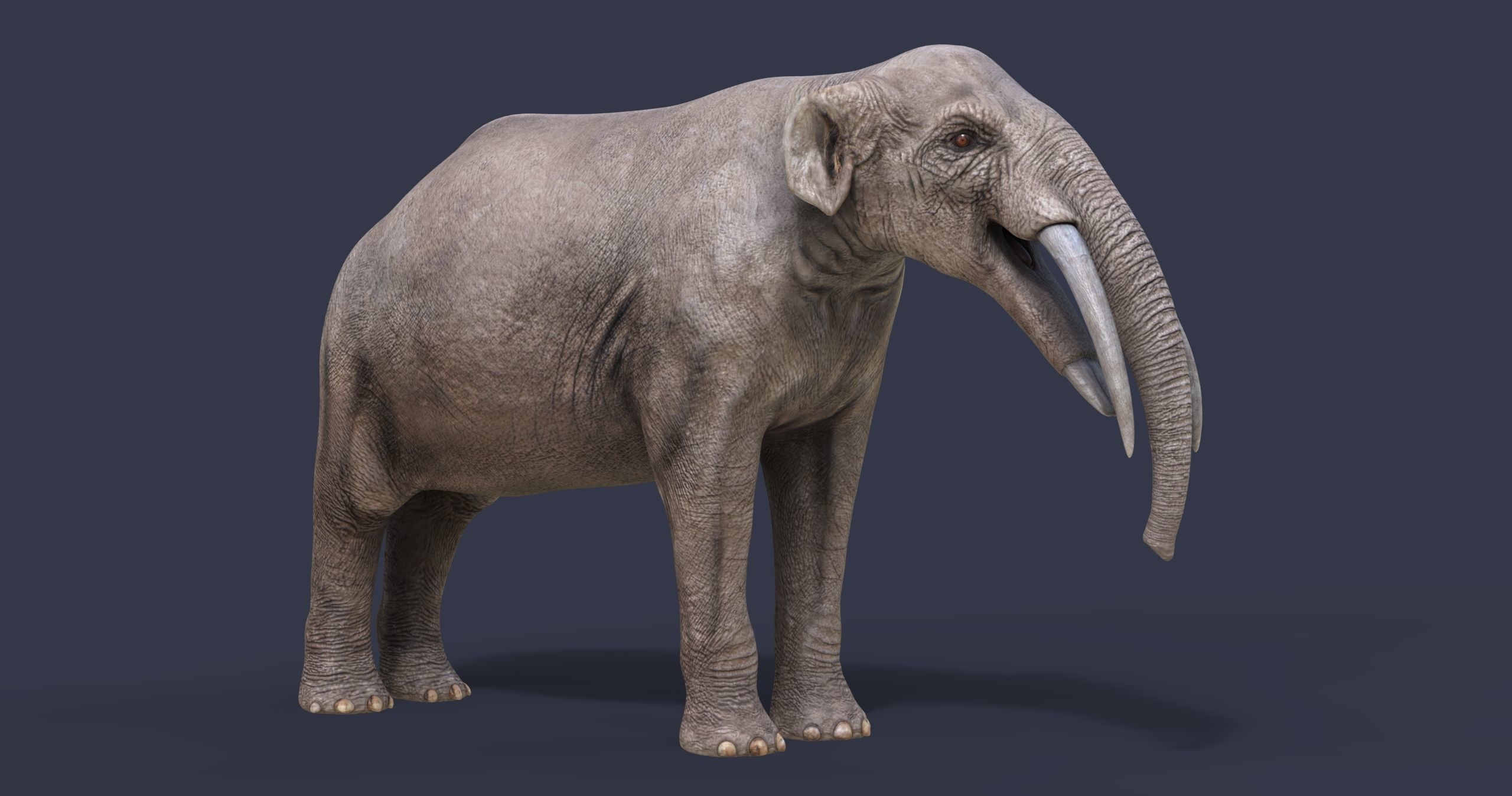 Gomphotherium steinheimense 3D model_3