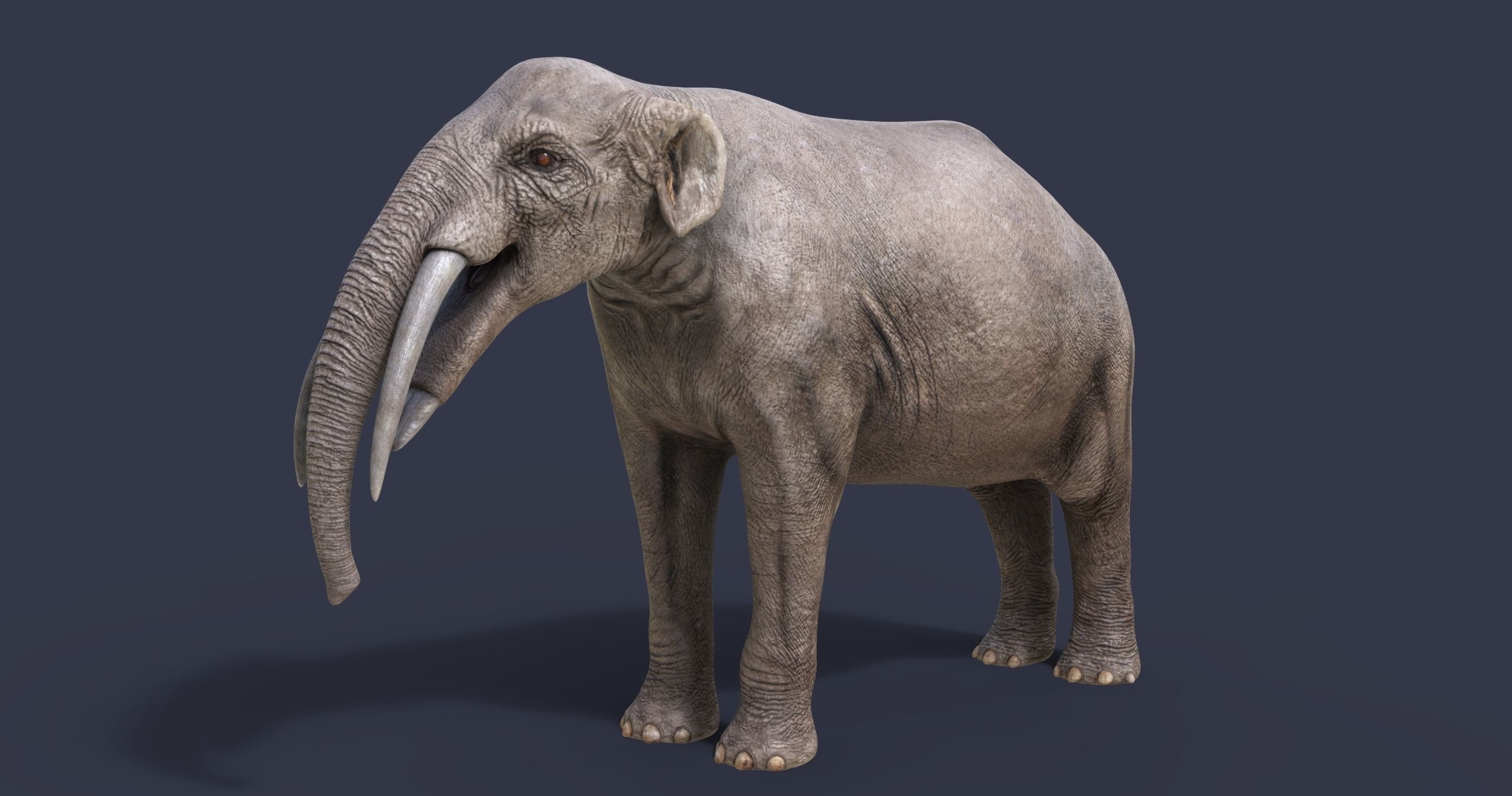 Gomphotherium steinheimense 3D model_2