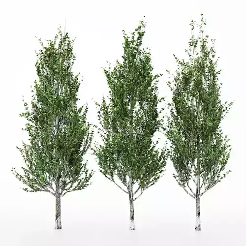 3diffrent tree Lombardy Poplar 3 trees Models in the scene