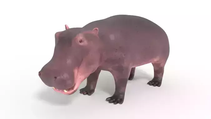 3D Hippopotamus Model