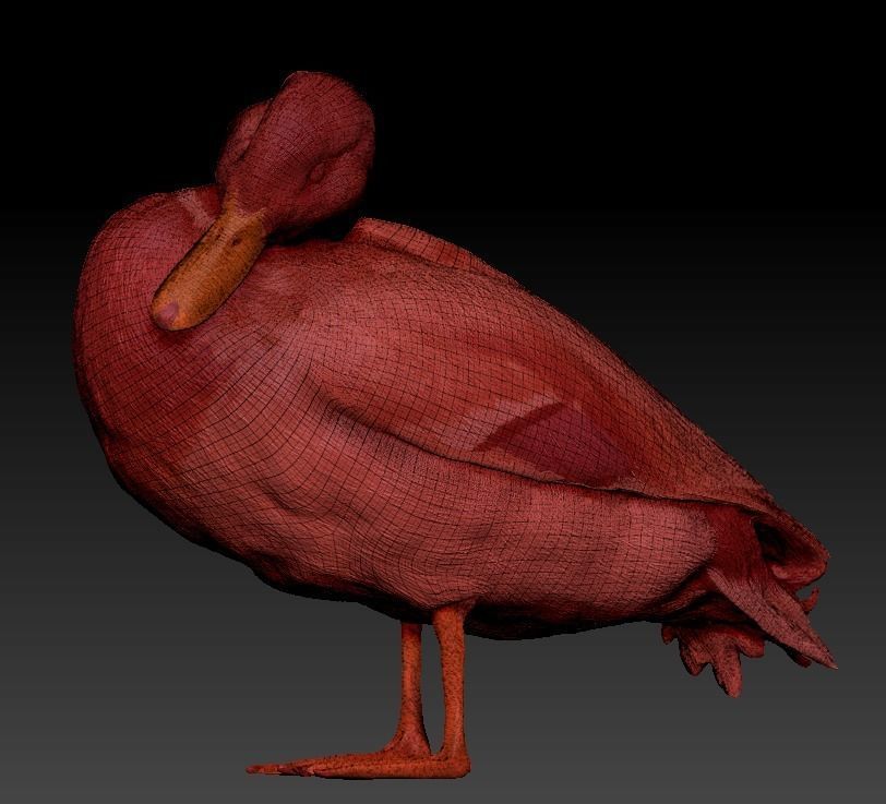 Duck 16 Low-poly 3D model_4