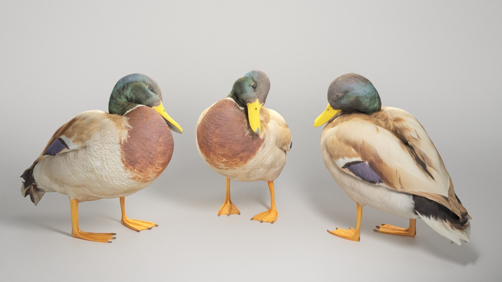 Duck 16 Low-poly 3D model_2