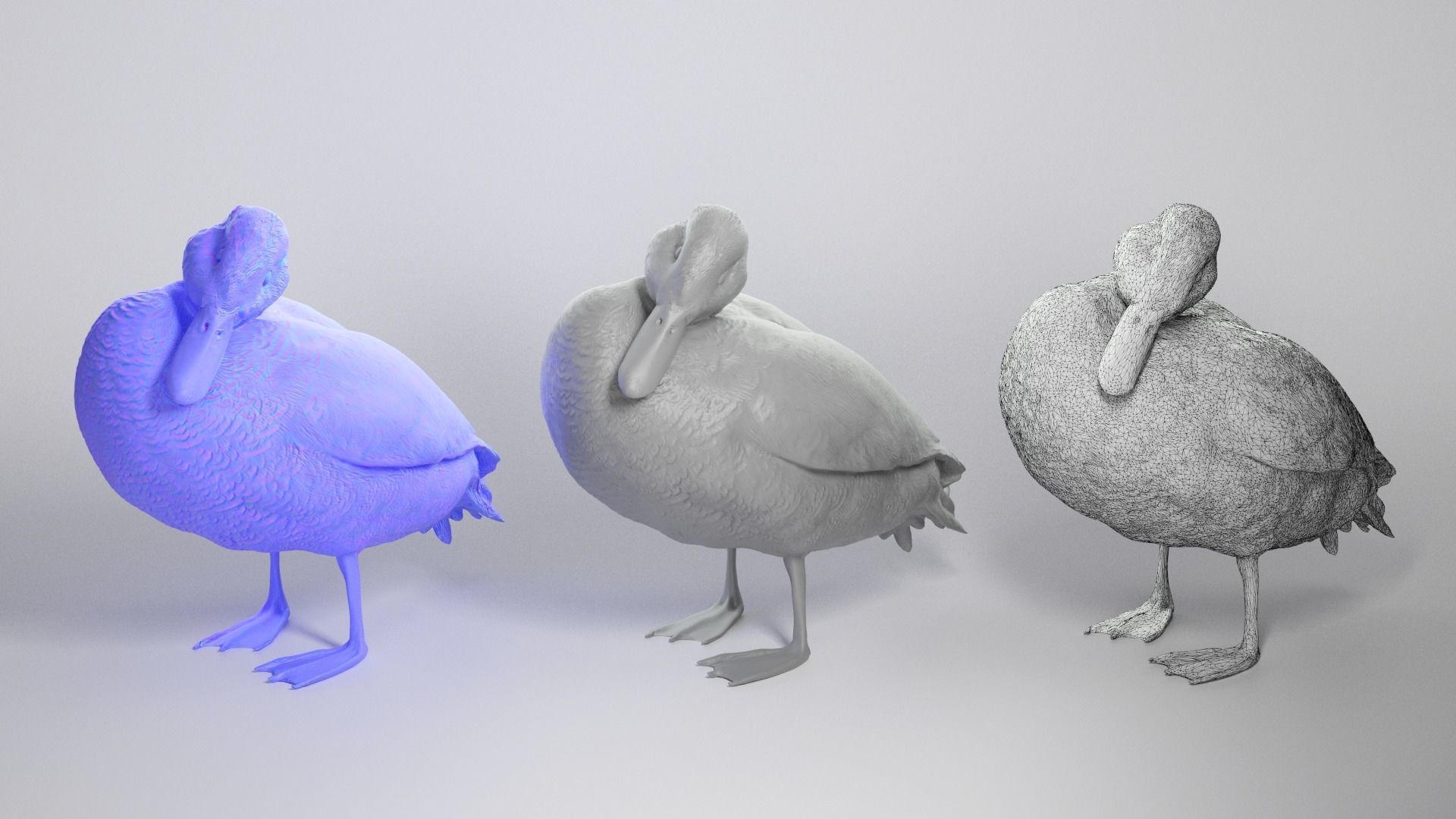 Duck 16 Low-poly 3D model_3