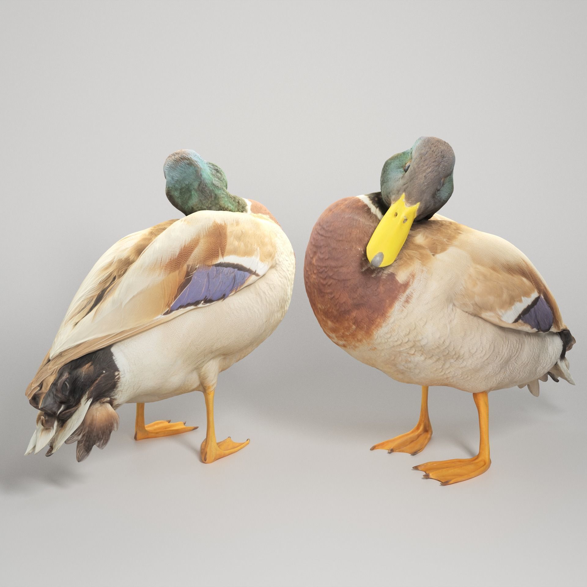 Duck 16 Low-poly 3D model_1