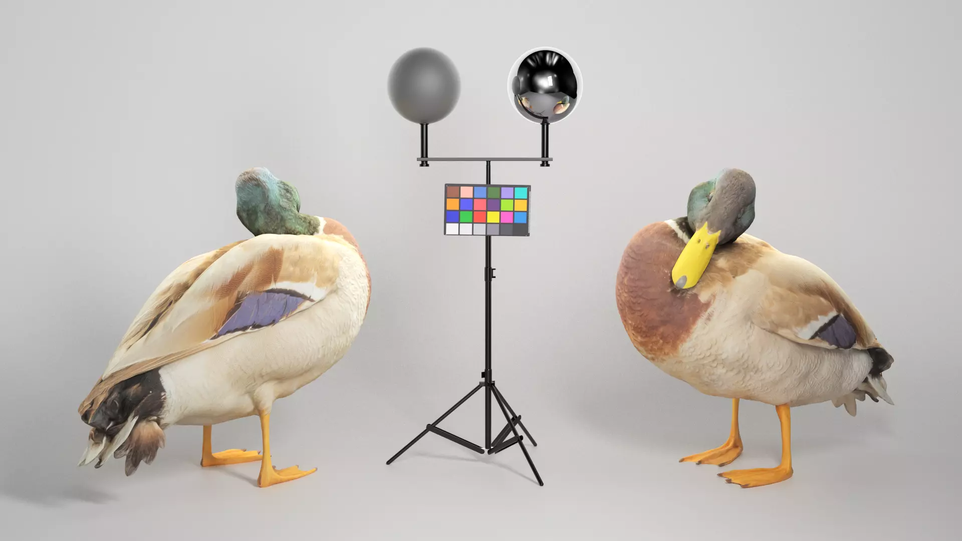 Duck 16 Low-poly 3D model_0